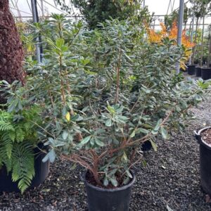 mock orange (Pittosporum tobira)