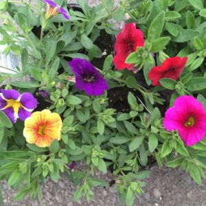 Bacopa (Bacopa monoserosa)