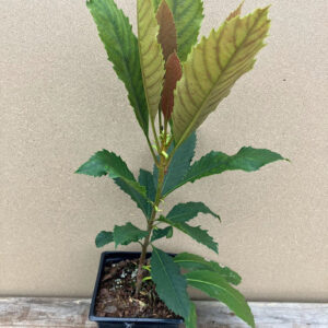 Bronze Eloquent (Eriobotrya deflexa)