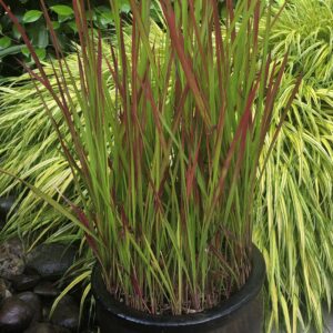 Japanese Blood Grass (Imperata cylindrica)