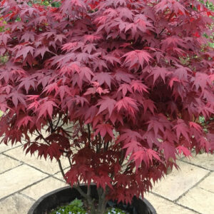 Japanese Maple (Acer palmatum 'Atropurpureum')