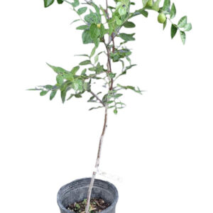 jujube (Zizyphus jujuba)