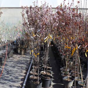 Cherry Plum (Prunus cerasifera 'Mt. St. Helens')