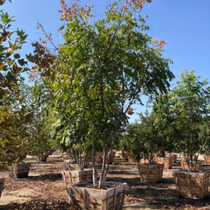 Goldenraintree (Koelreuteria bipinnata)