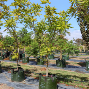 golden rain tree (Koelreuteria paniculata)