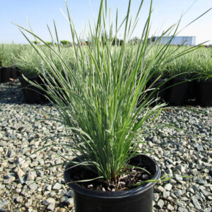Lomandra (Lomandria longifolia 'Tropic Belle')
