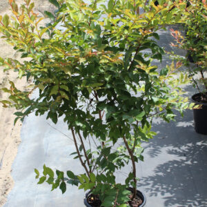 Natchez Crepe Myrtle (Lagerstroemia Natchez)