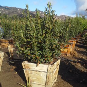 Sweet Bay (Laurus nobilis)