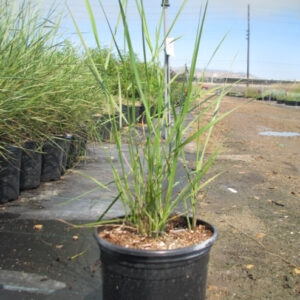 Canyon Prince Wild Rye (Leymus condensatus 'Canyon Prince')