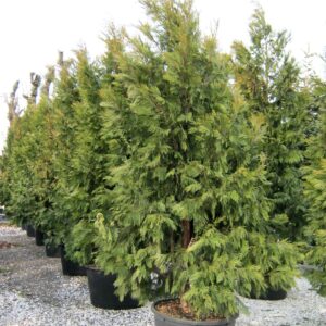 Incense cedar (Calocedrus decurrens)