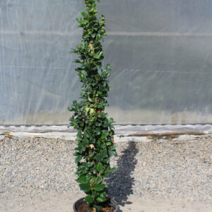 Texas privet (Ligustrum texanum)