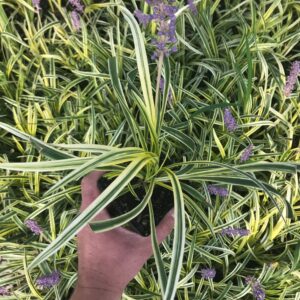 Silver Variegated Lilyturf (Liriope muscari 'Silvery Sunproof')