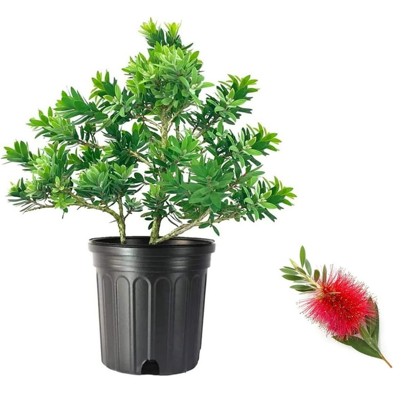 Lemon Bottlebrush (Callistemon citrinus)
