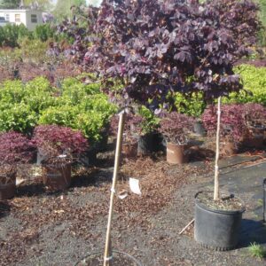 Razleberry (Loropetalum chinense)