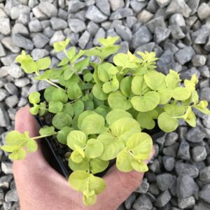 moneywort (Lysimachia nummularia)