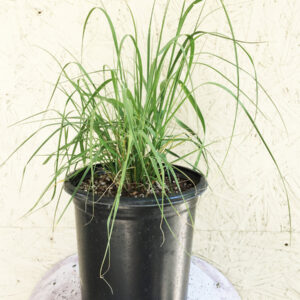 Deer Grass (Muhlenbergia rigens)