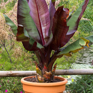 Red Banana (Ensete ventricosum)