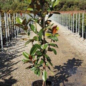 St. Mary Magnolia (Magnolia grandiflora "St. Mary")