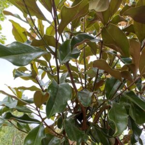 sycamore (Platanus occidentalis)