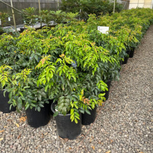 Oregon grape (Mahonia compacta)