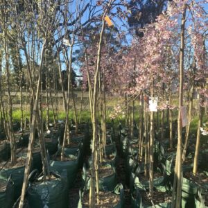 weeping crabapple (Malus echtermeyer weeper)