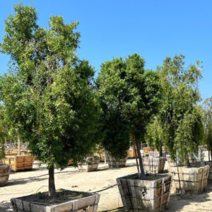 chilean boxwood (Maytenus boaria)