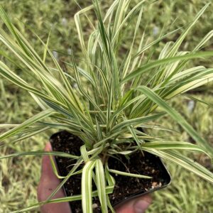 Blue Moor Grass (Sesleria caerulea)
