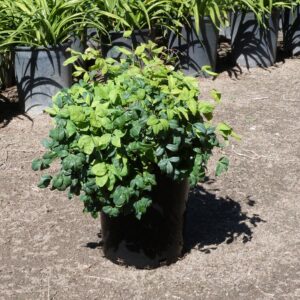 Heavenly Bamboo (Nandina domestica 'Nana Purpurea')