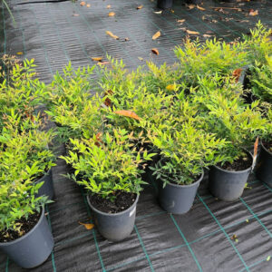 Moonbay Nandina (Nandina domestica 'Moonbay')