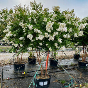 Natchez Crepe Myrtle (Lagerstroemia indica 'Natchez')