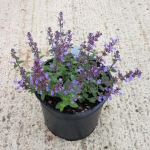 catmint (Nepeta faassenii)