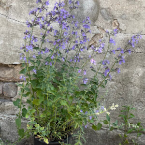 Walker's Low (Nepeta x faassenii)