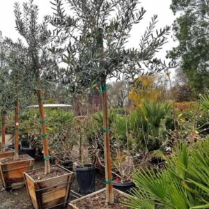 Bonita Olive (Olea europaea 'Bonita')