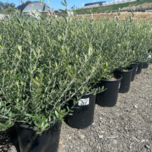 Wilson Olive (Olea europaea 'Wilsonii')