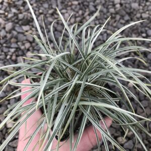 Silver Mist (Ophiopogon chionanthus)