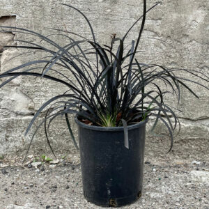 Black Mondo Grass (Ophiopogon planiscapus 'Nigrescens')