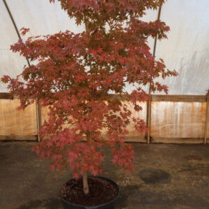 Japanese Maple (Acer palmatum 'Oshio Beni')