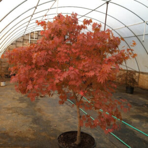 Oshio Beni (Acer palmatum)