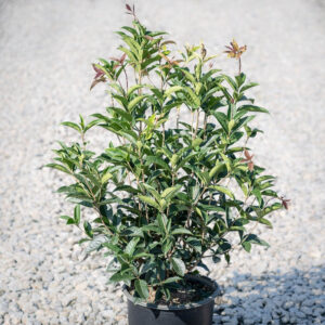 sweet olive (Osmanthus fragrans)