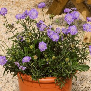 Butterfly Blue (Scabiosa columbaria)