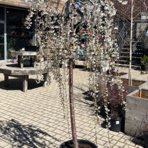 flowering plum (Prunus cerasifera 'Snow Fountains')