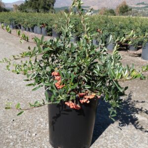 Santa Cruz Firethorn (Pyracantha angustifolia)