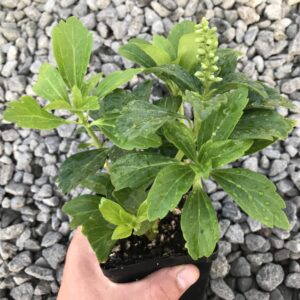 Japanese spurge (Pachysandra terminalis)