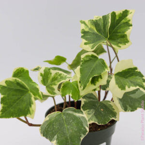 Croton (Codiaeum variegatum)