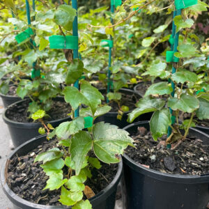 Boston Ivy (Parthenocissus tricuspidata)