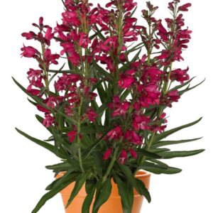 Beard Tongue (Penstemon barbatus)