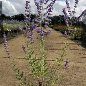 Little Spire (Perovskia atriplicifolia)