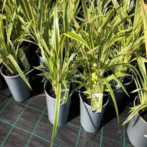 Flax Yellow Wave (Phormium tenax)