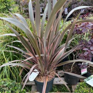 Pink Stripe (Phormium tenax)