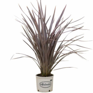 Dusky Chief (Phormium tenax)